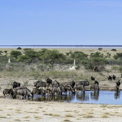 12-Day Namibia & Botswana Wildlife Adventure (Deluxe) (2)