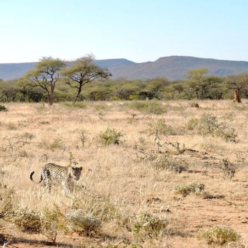 8-Day Namibia Wildlife Odyssey (Comfort) (9)