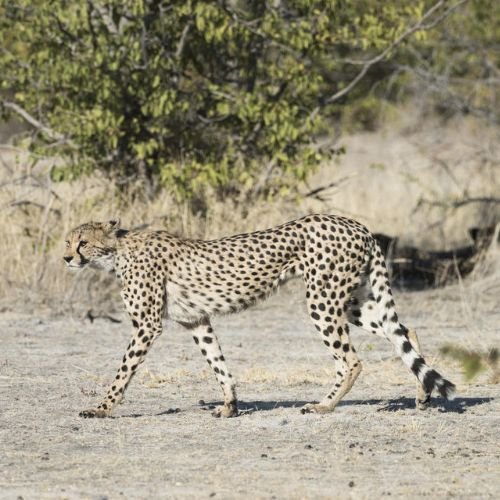 8-Day Treasures of Namibia Fly-in Safari (Deluxe) (5)