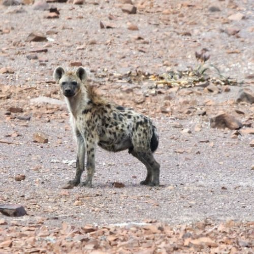 8-Day Treasures of Namibia Fly-in Safari (Premier) (8)