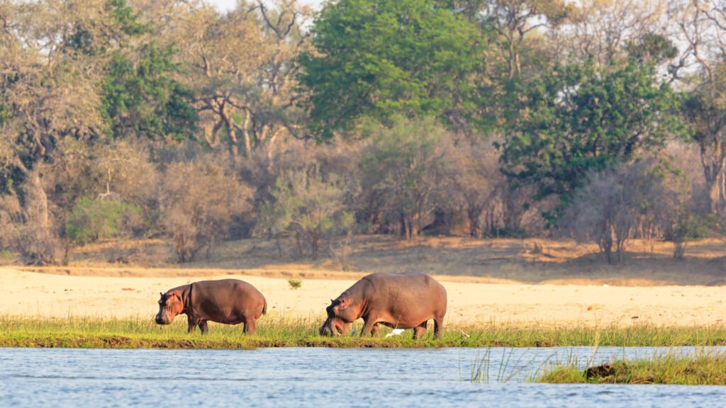 lower_zambezi-shutterstock-620378315