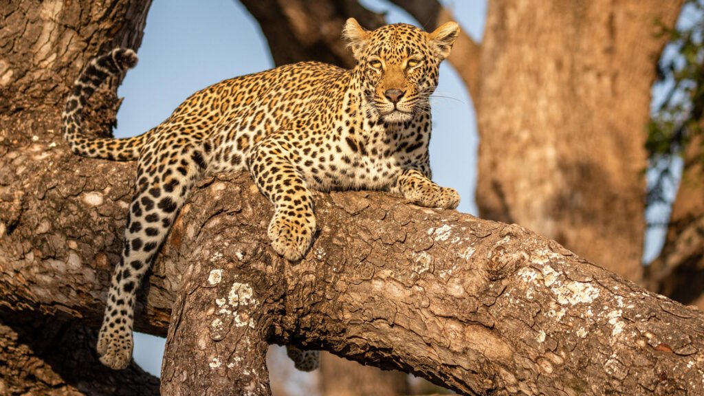 shutterstock_2184573089