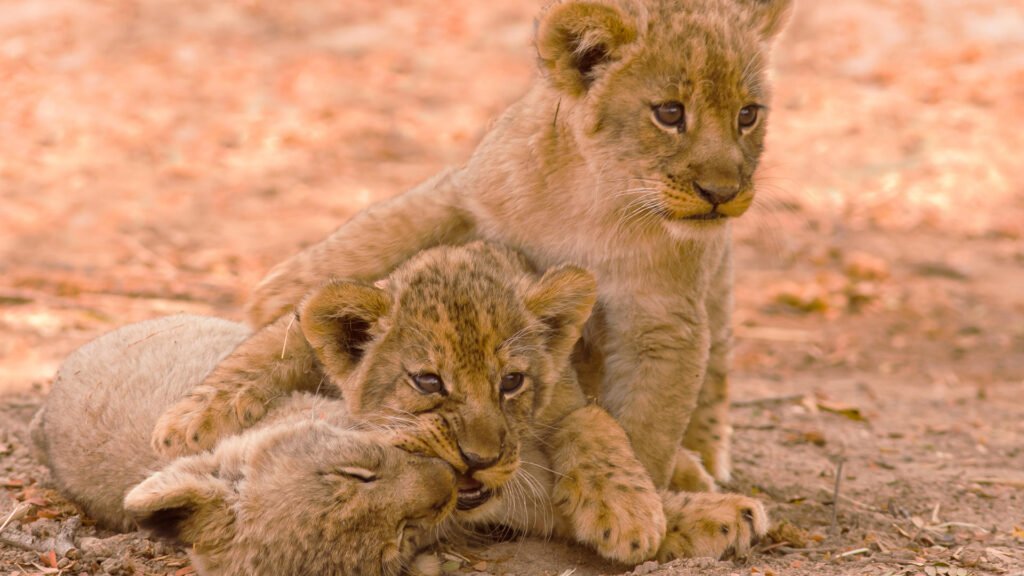 south_luangwa_national_park-istock-476361453