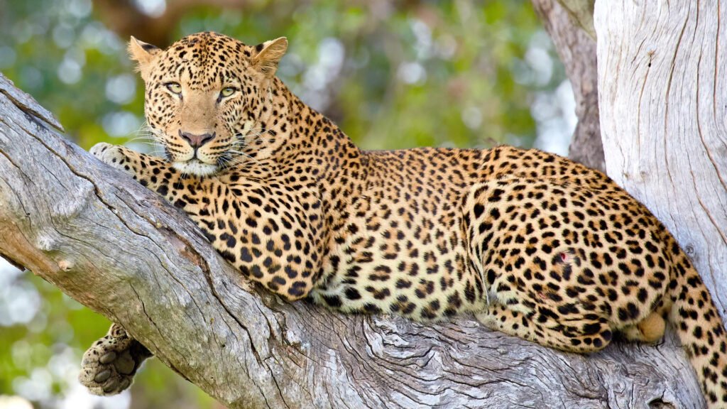 south_luangwa_national_park-shutterstock-759805957